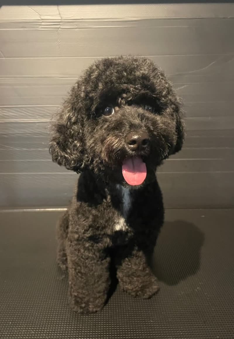 Neatly groomed black poodle-cross sitting on the studio's grooming-table mat against the grey wall