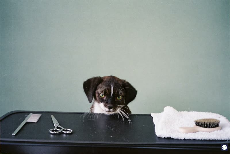 Grooming comb, scissors, brush and towel laid out on a table mat