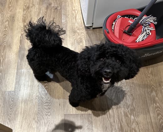 Close detail of a neatly trimmed pom tail on a black poodle-cross